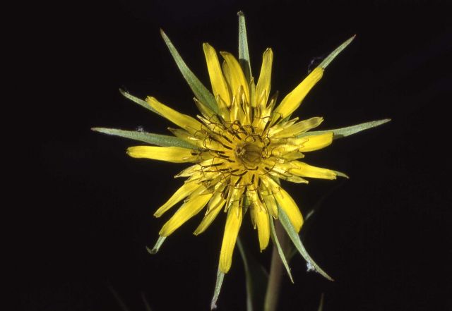 Yellow salsify (Tragopogon dubius) Picture