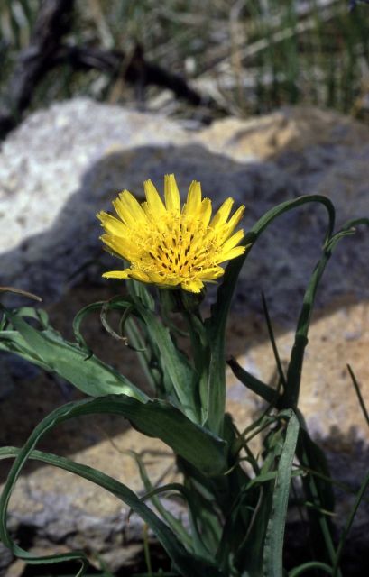 Meadow salsify (Tragopogon lamottei) Picture