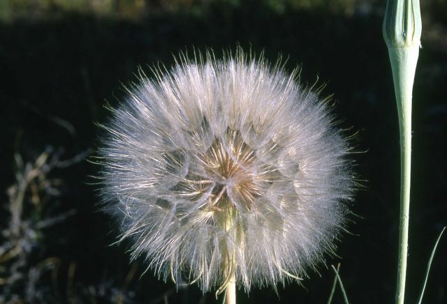 Meadow salsify (Tragopogon lamottei) Picture
