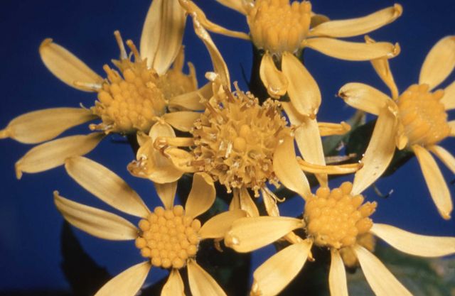 Arrowleaf Groundsel Picture