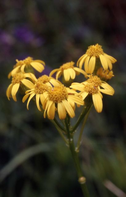 Butterweed Groundsel Picture