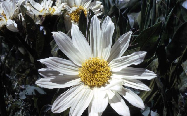 White-rayed wyethia (Wyethia helianthoides) Picture