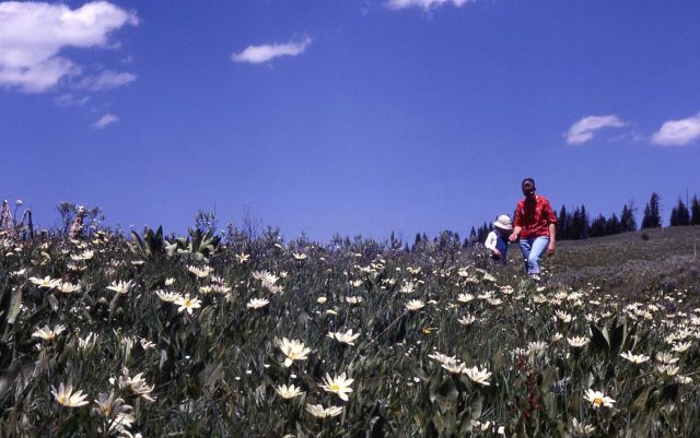 Field of White-rayed wyethia (Wyethia helianthoides) Picture
