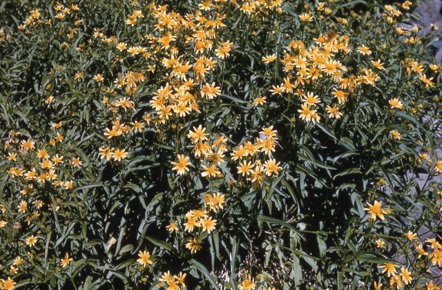 Viguiera (Viguiera multiflora) Picture