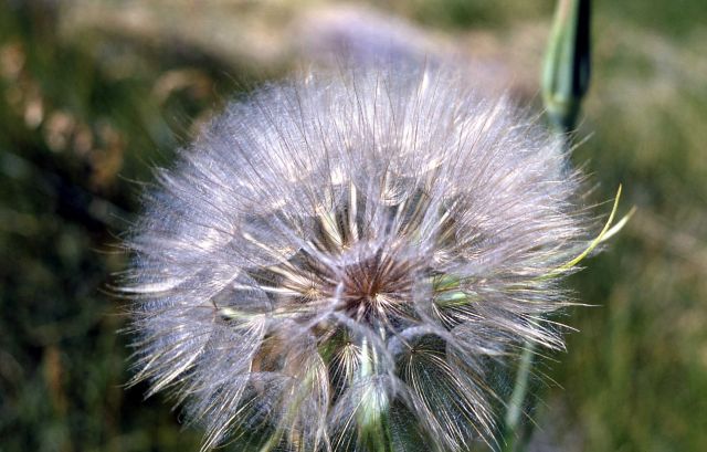 Yellow salsify (Tragopogon dubius) seed Picture