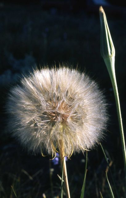 Salsify (Tragopogon sp.) seed Picture