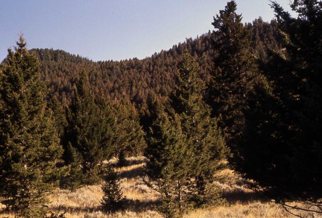 Healthy & infested trees Picture