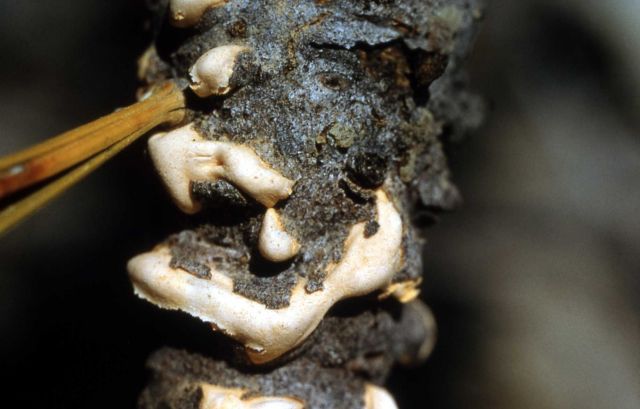 Pustules Picture