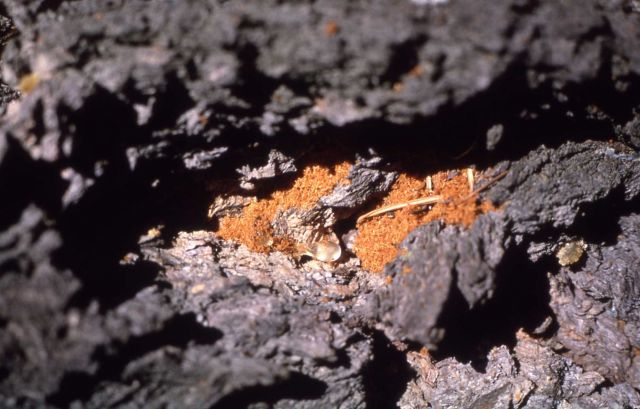 Boring Fras - Douglas fir beetle Picture