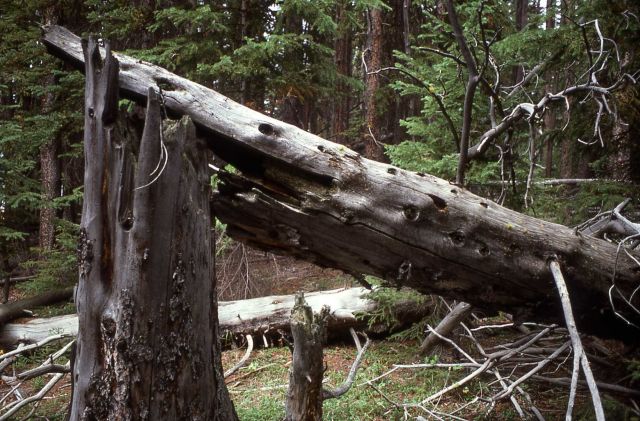 Dead Douglas-fir (Pseudotsuga menziesii var. glauca) Picture