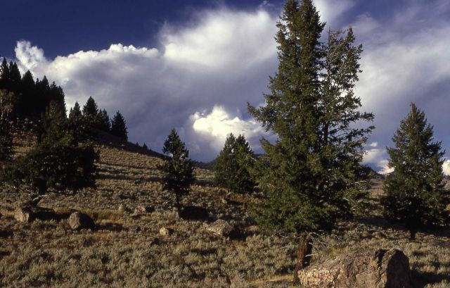 Douglas-fir (Pseudotsuga menziesii var. glauca)growing alongside glacial erratic Picture