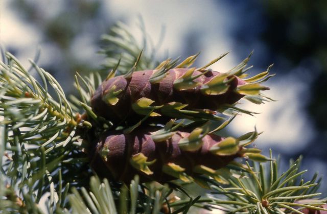 Douglas-fir (Pseudotsuga menziesii var. glauca) cones Picture