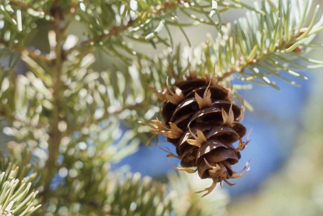 Douglas-fir (Pseudotsuga menziesii var. glauca) cone Picture
