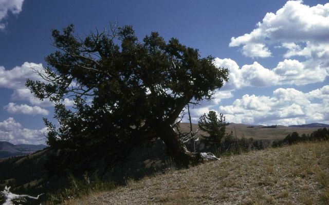 Douglas-fir (Pseudotsuga menziesii var. glauca) on Specimen Ridge Picture
