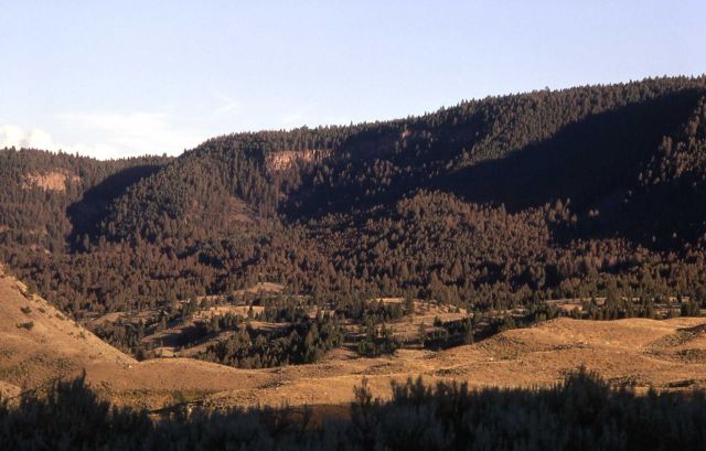 Budworm infestation along the Gardner River Picture