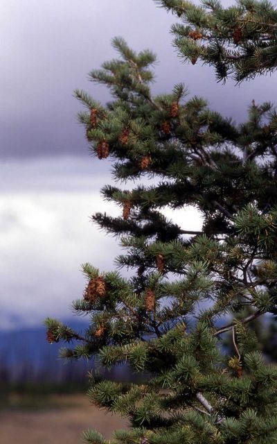 Douglas-fir (Pseudotsuga menziesii var. glauca) cones Picture