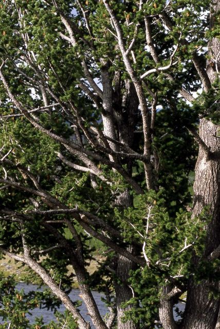 Douglas-fir (Pseudotsuga menziesii var. glauca) Picture