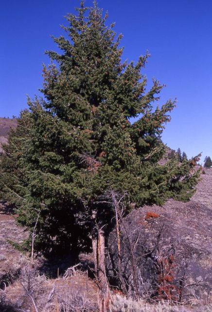 Douglas-fir (Pseudotsuga menziesii var. glauca) at Junction Butte Picture