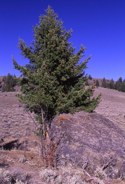 Douglas-fir (Pseudotsuga menziesii var. glauca) at Junction Butte Picture