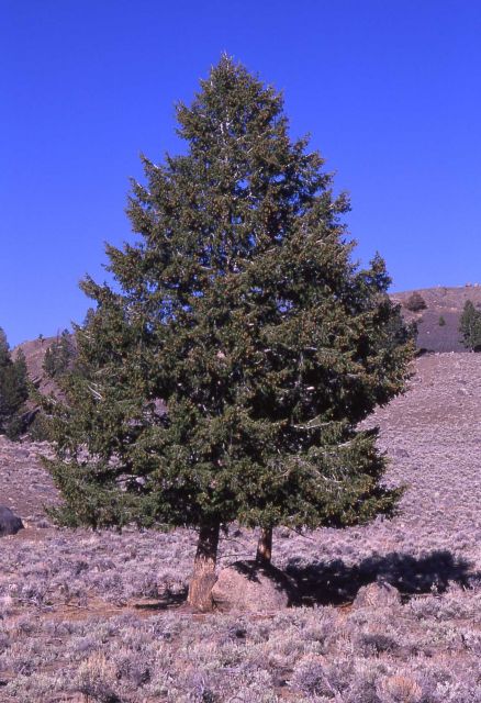 Douglas-fir (Pseudotsuga menziesii var. glauca) at Junction Butte Picture