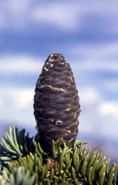Subalpine fir (Abies bifolia) cone Picture