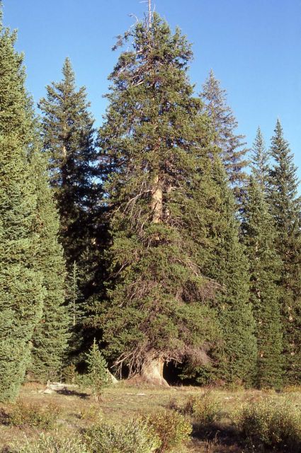 Fir tree on south arm of Yellowstone Lake Picture