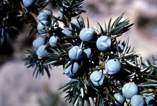 Common juniper (Juniperus communis var. depressa) berries Picture