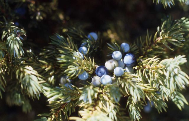 Common juniper (Juniperus communis var. depressa) berries Picture