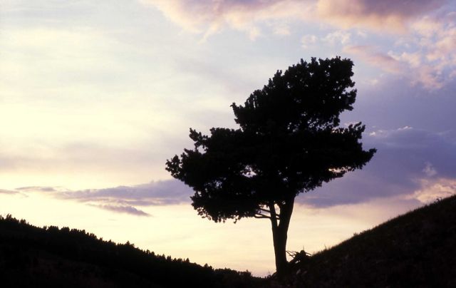 Rocky Mountain juniper (Juniperus scopulorum) & sunset near Mammoth Hot Springs Picture