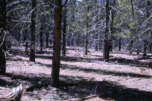 Lodgepole pine (Pinus contorta var. latifolia) forest Picture