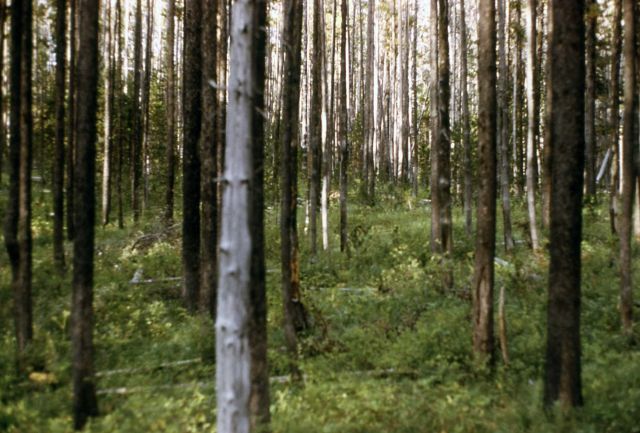 Lodgepole pine (Pinus contorta var. latifolia) forest near Bechler Meadows Picture