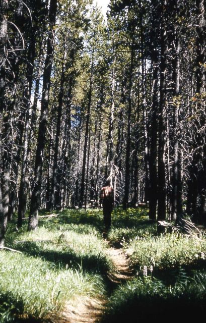 Lodgepole pine (Pinus contorta var. latifolia) forest Picture