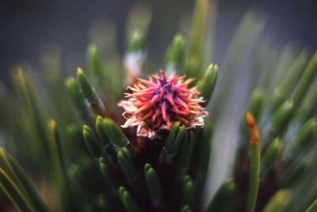 Lodgepole pine (Pinus contorta var. latifolia) pistilate cone Picture