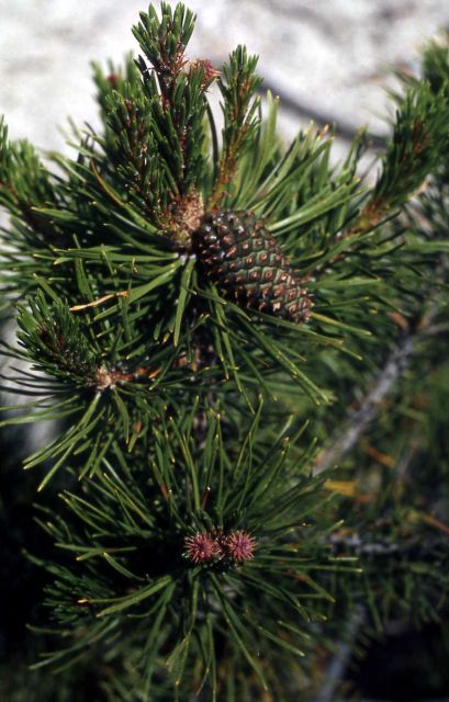 Lodgepole pine (Pinus contorta var. latifolia) cones Picture
