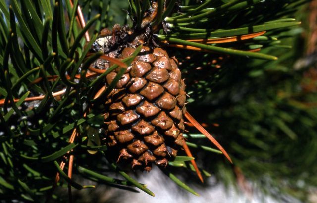 Lodgepole pine (Pinus contorta var. latifolia) cone Picture