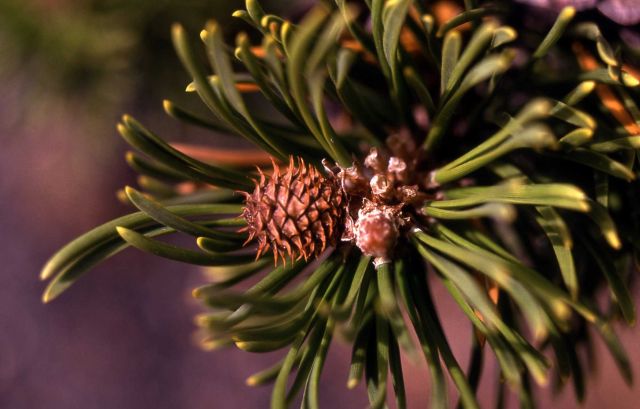 Lodgepole pine (Pinus contorta var. latifolia) cones Picture