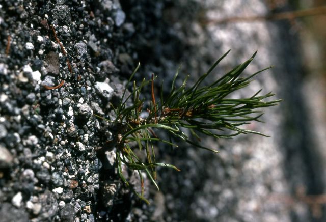 Lodgepole pine (Pinus contorta var. latifolia) seedling Picture