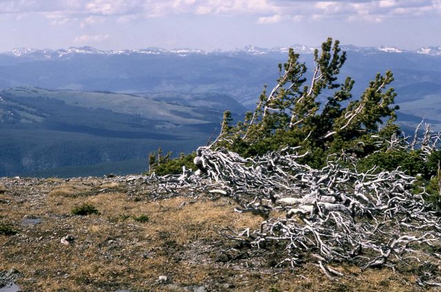 Windswept whitebark pine (Pinus albicaulis) at timberline, Mt Washburn Picture