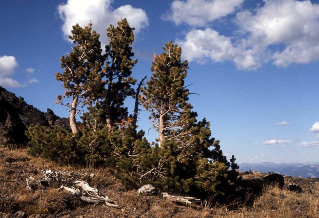 Whitebark pine (Pinus albicaulis) Picture