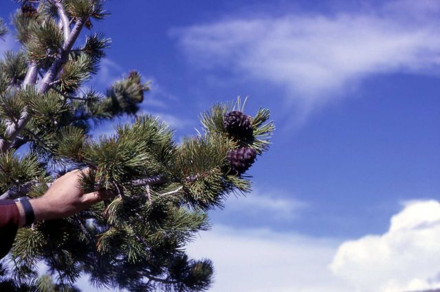 Whitebark pine (Pinus albicaulis) Picture