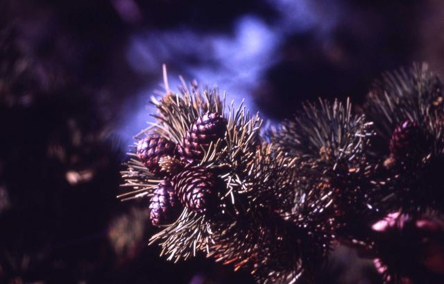 Whitebark pine (Pinus albicaulis) cone Picture