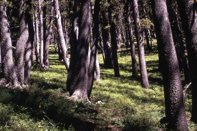 Whitebark pine (Pinus albicaulis) trunks Picture