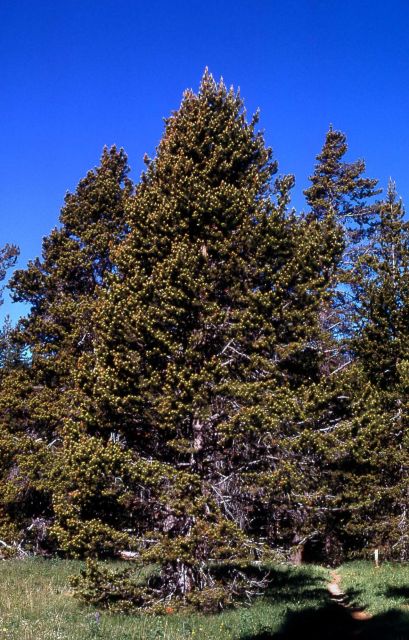 Douglas-fir?? Picture