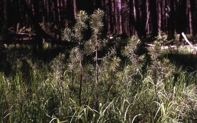 Lodgepole pine (Pinus contorta var. latifolia) seedlings Picture