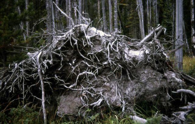 Lodgepole pine (Pinus contorta var. latifolia) showing shallow roots Picture
