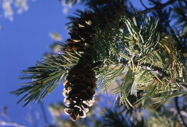 Limber pine (Pinus flexilis) Picture