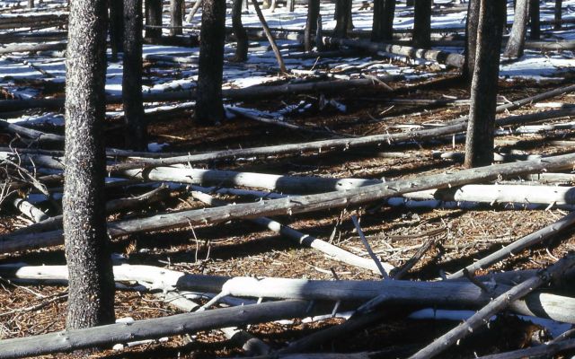 Lodgepole pine (Pinus contorta var. latifolia) forest floor Picture