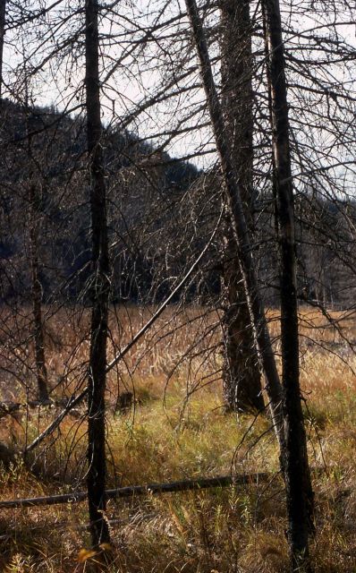 Drowned lodgepole pines (Pinus contorta var. latifolia) Picture