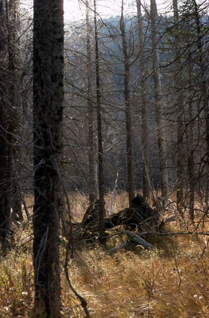 Drowned lodgepole pines (Pinus contorta var. latifolia) Picture