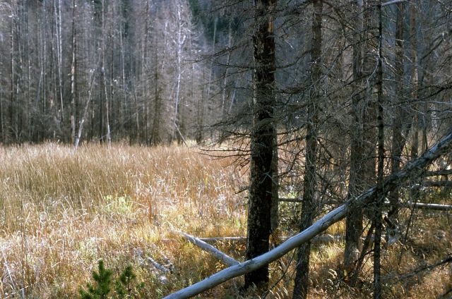 Drowned lodgepole pine (Pinus contorta var. latifolia) Picture